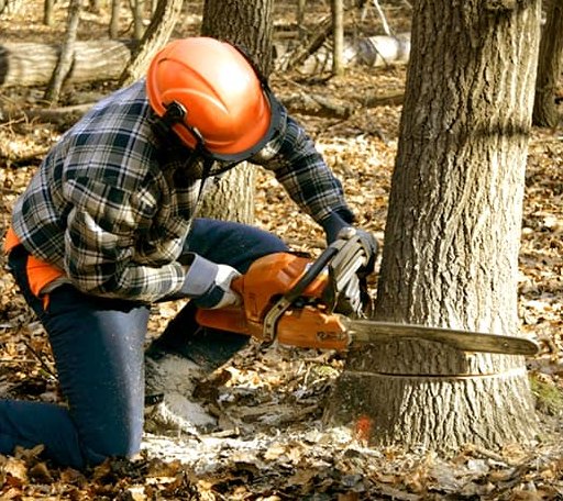 Tree Removal in Odessa, DE